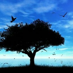 iilqar033