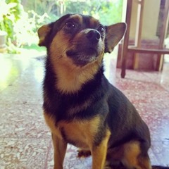 Eddy