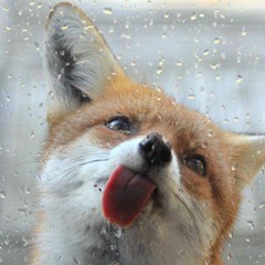 Storm the fox