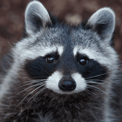 KuulRaccoon