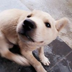 Diệp Tử