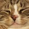 TheFatCat