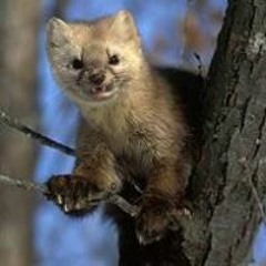 Александр Соболь