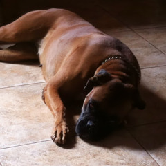 paulo.starling.mourao