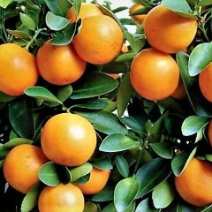 Gumquat