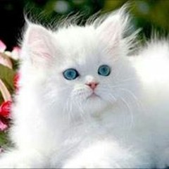 sadia
