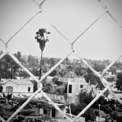 Nucleus Creative Native