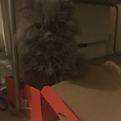Frankie J. Wolfrogg
