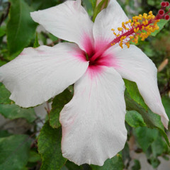 ambreenmoosa3