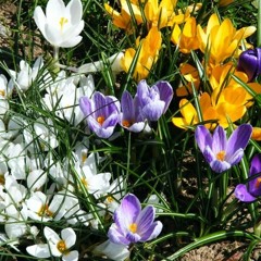 Holograf - Umbre pe cer