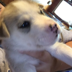 memomusicceerer vlnoe