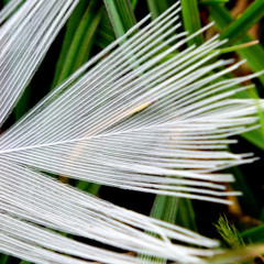 hironoryu
