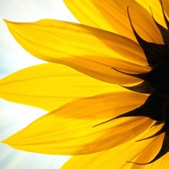 Sunflower 🌻