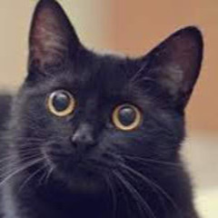 brennan.halverson.stu