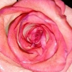 أنثى من ذهب