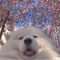 doggo