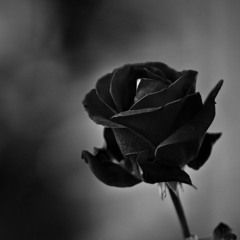 The Black Rose Society