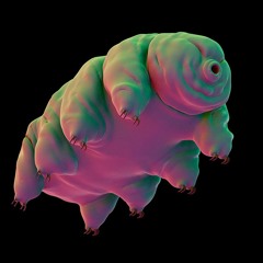 WIGGLE DISCO