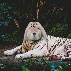 The Message From Beyond