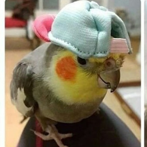 SIA_-_BIRD_SET_FREE_(DJ_ARON_REMIX).mp3