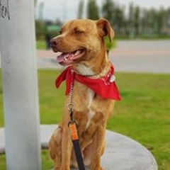 Gorky Lora Calderón