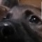 Bear The German Shepherd