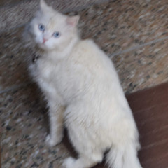sanafatimaayub