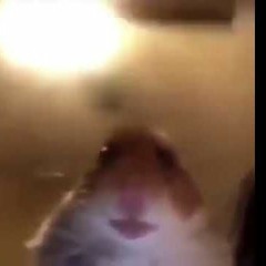 MediumHamsterMeds