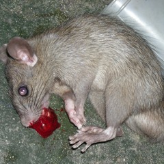 🐁