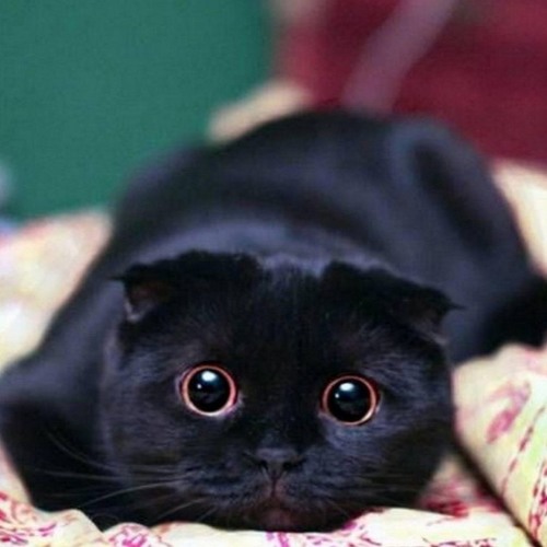 Черный милый котик