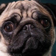 teach me how to doggi$$$