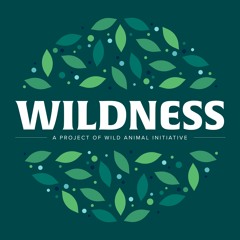 Wildness Podcast