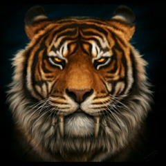 Мусаев Адиль