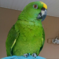 MuFe The Parrot