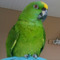 MuFe The Parrot