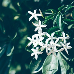Jasminum