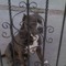 Droopdogg
