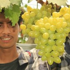 gunawan
