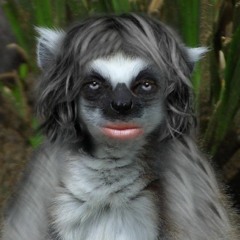 Ludacriiis Lumiiinous