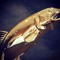 Wealthy Salmon