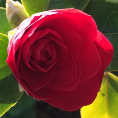 La radio du jardin suspendu