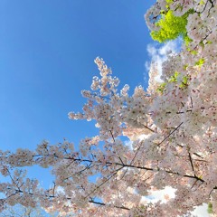 imado