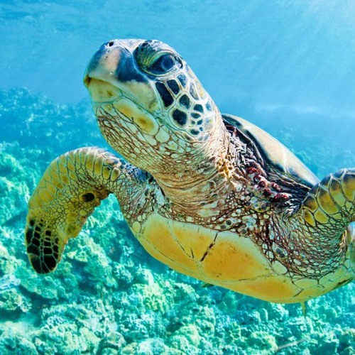 Stream LOL Turtle music | Listen to songs, albums, playlists for free ...