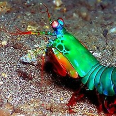 Lil' Shrimp Dick