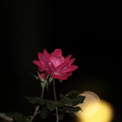 andremyers31