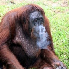 Orangutan Carl