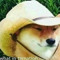 I'm a doge
