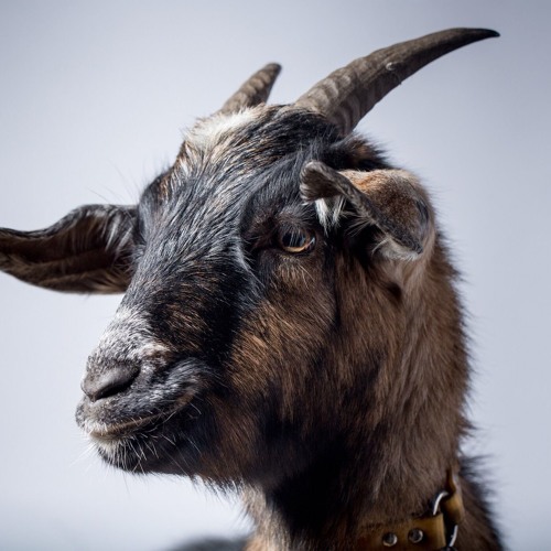 Maverick Tha Goat’s avatar