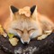Sleeping Foxxo