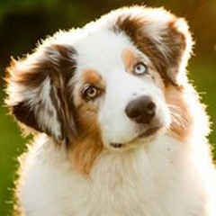 joe for bobs boppen burger